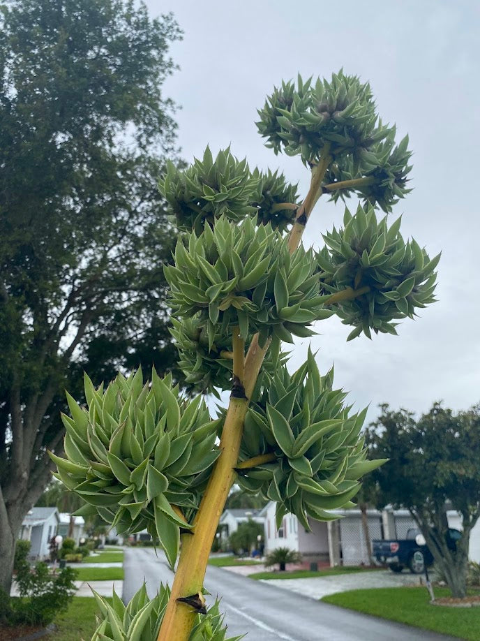 Agave Pup clusters with...a lot of Agave pups. Perfect HOT summer plant. Agave's are long life plants and very easy to care for.