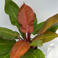 Philodendron 'Prince of Orange'