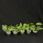 Hoya Multiflora Mini Splash, rare, #3