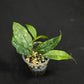 Hoya Multiflora Mini Splash, rare, #1