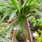 Palm Areca Kokedama