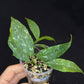 Hoya Multiflora Mini Splash, rare, #1