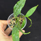 Hoya Multiflora Mini Splash, rare, #1