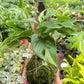 Monstera Swiss Cheese Kokedama