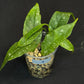 Hoya Multiflora Mini Splash, rare, #3