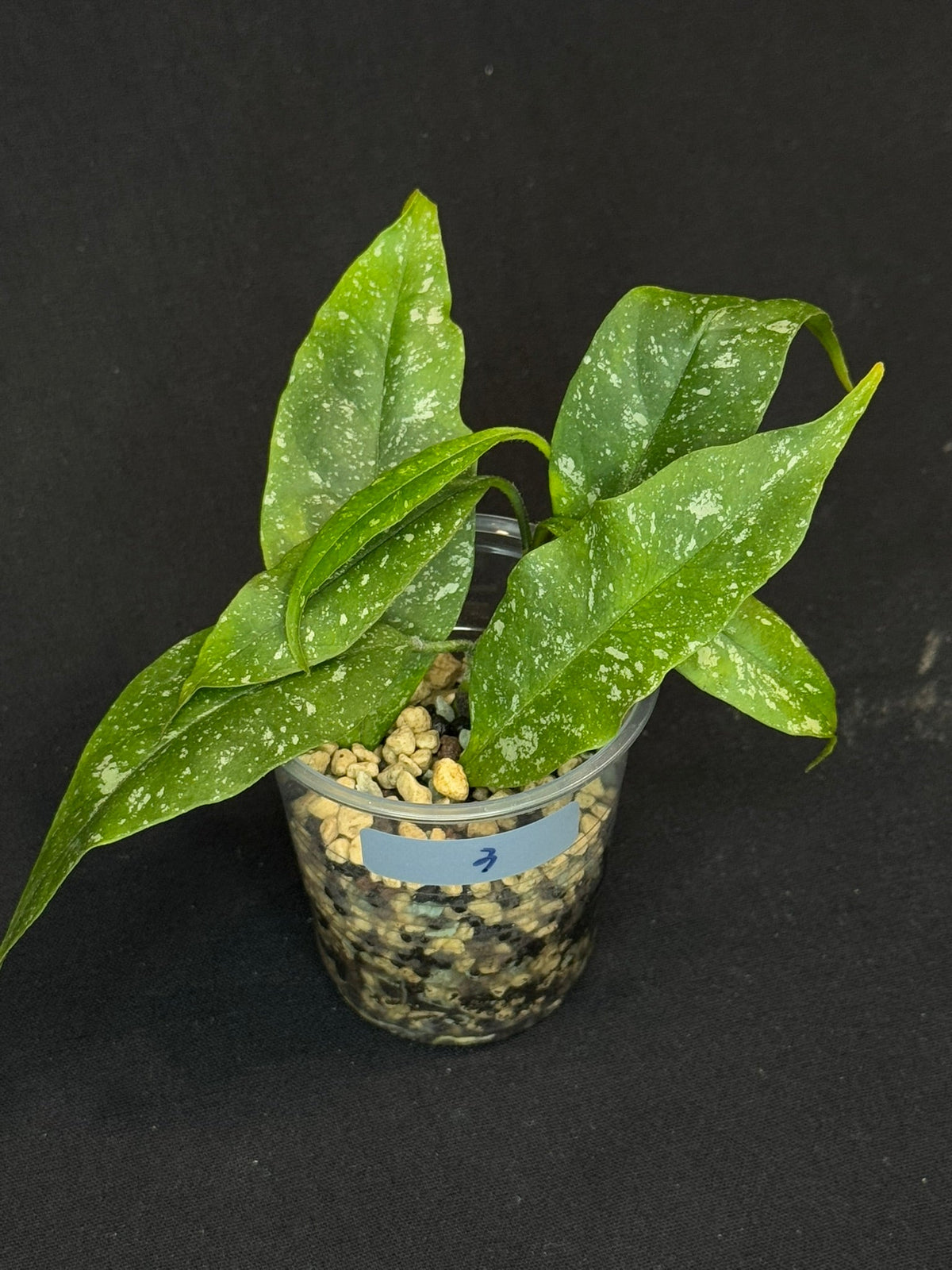 Hoya Multiflora Mini Splash, rare, #3