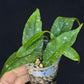 Hoya Multiflora Mini Splash, rare, #3