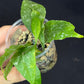 Hoya Multiflora Mini Splash, rare, #3
