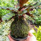 Calathea Rattlesnake Kokedama