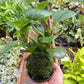 Peperomia Thailand Kokedama