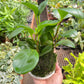 Peperomia Thailand Kokedama