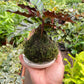 Calathea Rattlesnake Kokedama