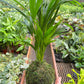 Palm Areca Kokedama