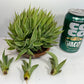 Century Agave Pup Clusters for propagation. When you really want a big litter of Agave pups LOL :)