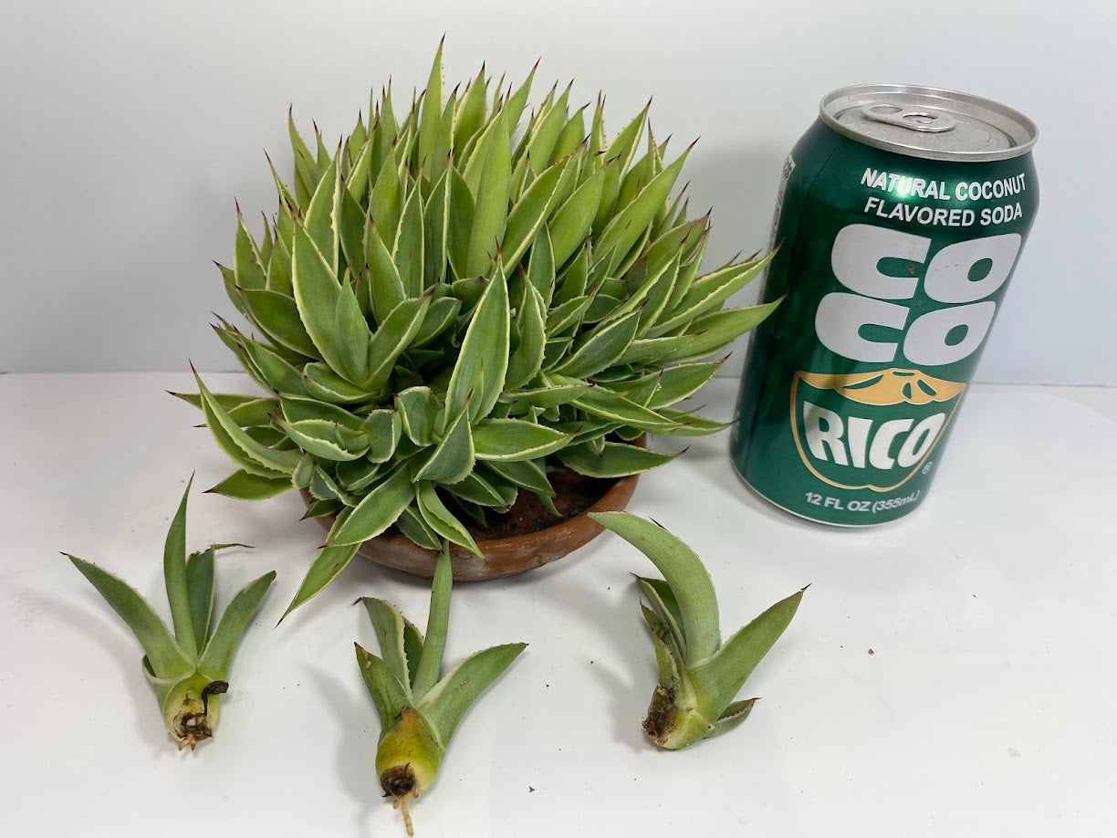 Century Agave Pup Clusters for propagation. When you really want a big litter of Agave pups LOL :)