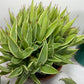 Agave Pup clusters with...a lot of Agave pups. Perfect HOT summer plant. Agave's are long life plants and very easy to care for.&nbsp;