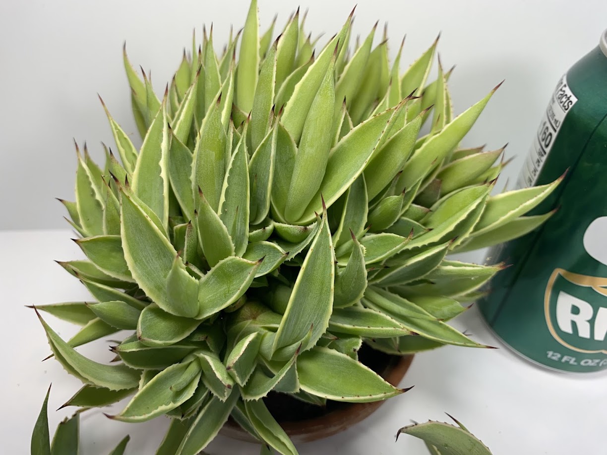 Agave Pup clusters with...a lot of Agave pups. Perfect HOT summer plant. Agave's are long life plants and very easy to care for.&nbsp;