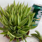 Agave Pup clusters with...a lot of Agave pups. Perfect HOT summer plant. Agave's are long life plants and very easy to care for.&nbsp;