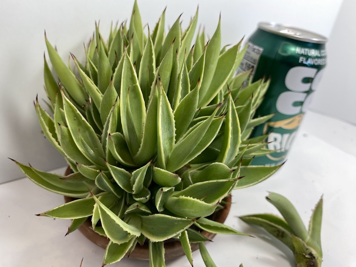 Agave Pup clusters with...a lot of Agave pups. Perfect HOT summer plant. Agave's are long life plants and very easy to care for.&nbsp;
