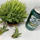 Agave Pup clusters with...a lot of Agave pups. Perfect HOT summer plant. Agave's are long life plants and very easy to care for.&nbsp;