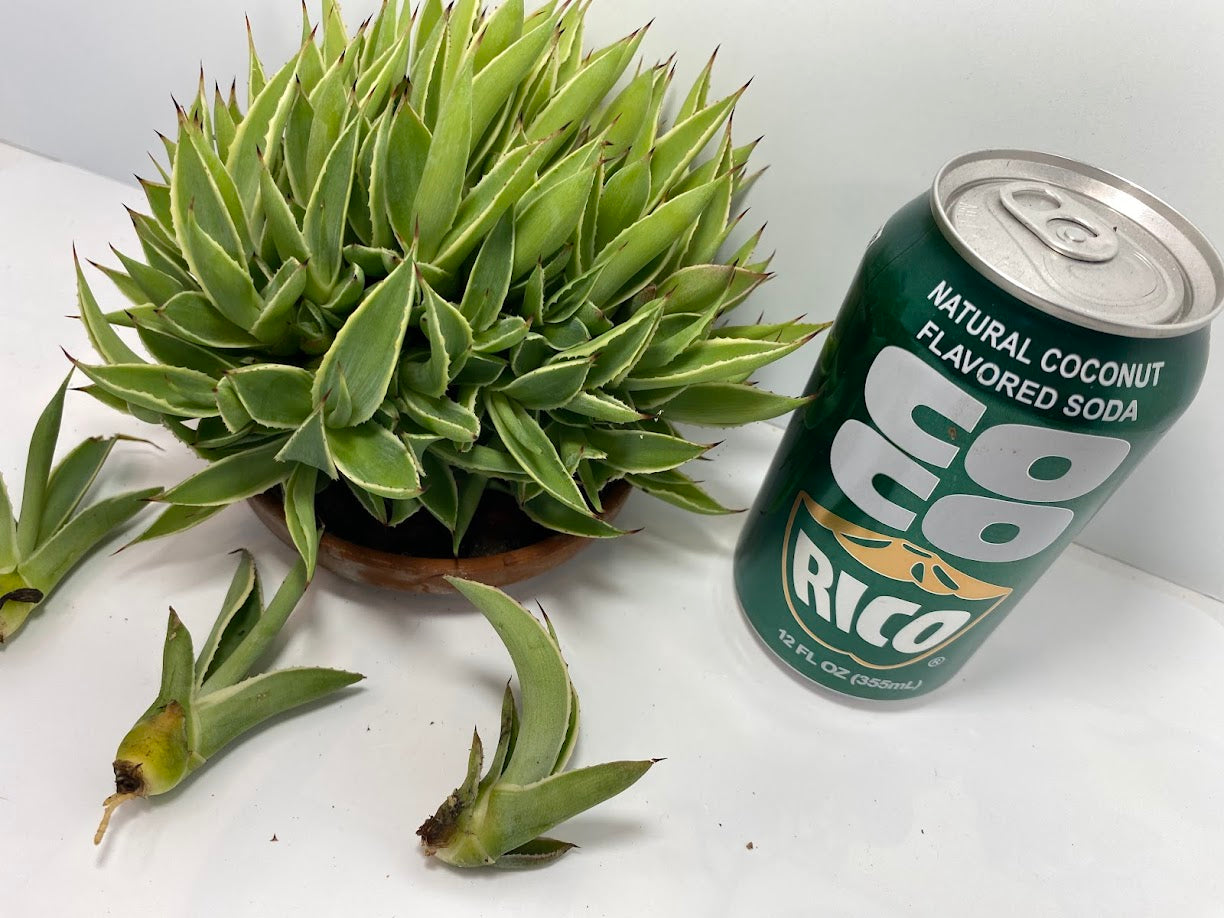 Agave Pup clusters with...a lot of Agave pups. Perfect HOT summer plant. Agave's are long life plants and very easy to care for.&nbsp;