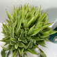 Agave Pup clusters with...a lot of Agave pups. Perfect HOT summer plant. Agave's are long life plants and very easy to care for.&nbsp;
