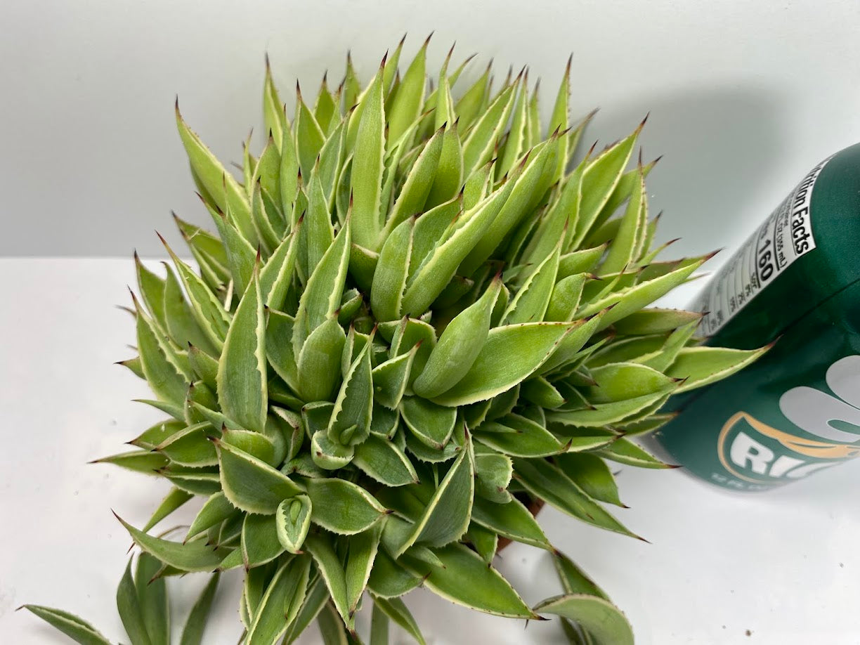 Agave Pup clusters with...a lot of Agave pups. Perfect HOT summer plant. Agave's are long life plants and very easy to care for.&nbsp;