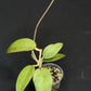 Hoya Silver Dollar, stable silver leaves