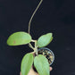 Hoya Silver Dollar, stable silver leaves