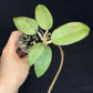 Hoya Silver Dollar, stable silver leaves