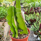 Dragon Fruit (Pitaya)