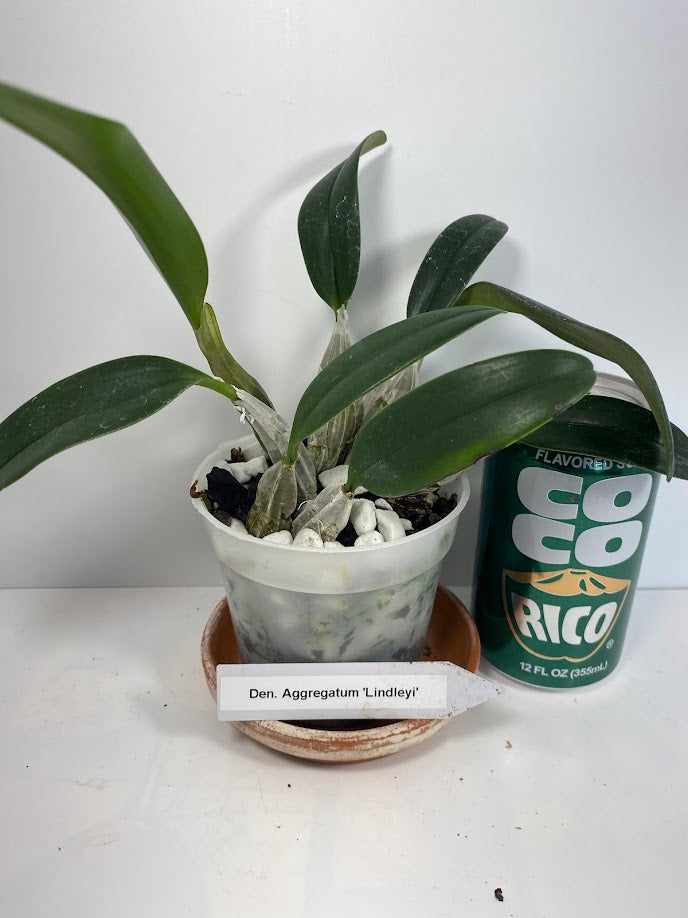 A Dendrobium Aggregatum Orchid does not produce tall canes but instead has short, thick, spindle-shaped pseudobulbs – the thick, bulb-like stems that store water – clumped closely together at the bases. The yellow colored blooms deepen as the flowers age. The flowers have a faint, beeswax- or honey-like fragrance which is most pronounced in the early morning and early evening.