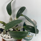 A Dendrobium Aggregatum Orchid does not produce tall canes but instead has short, thick, spindle-shaped pseudobulbs – the thick, bulb-like stems that store water – clumped closely together at the bases. The yellow colored blooms deepen as the flowers age. The flowers have a faint, beeswax- or honey-like fragrance which is most pronounced in the early morning and early evening.