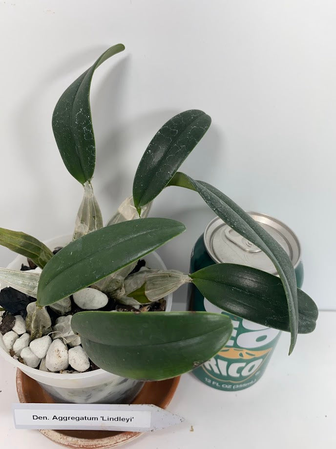 A Dendrobium Aggregatum Orchid does not produce tall canes but instead has short, thick, spindle-shaped pseudobulbs – the thick, bulb-like stems that store water – clumped closely together at the bases. The yellow colored blooms deepen as the flowers age. The flowers have a faint, beeswax- or honey-like fragrance which is most pronounced in the early morning and early evening.