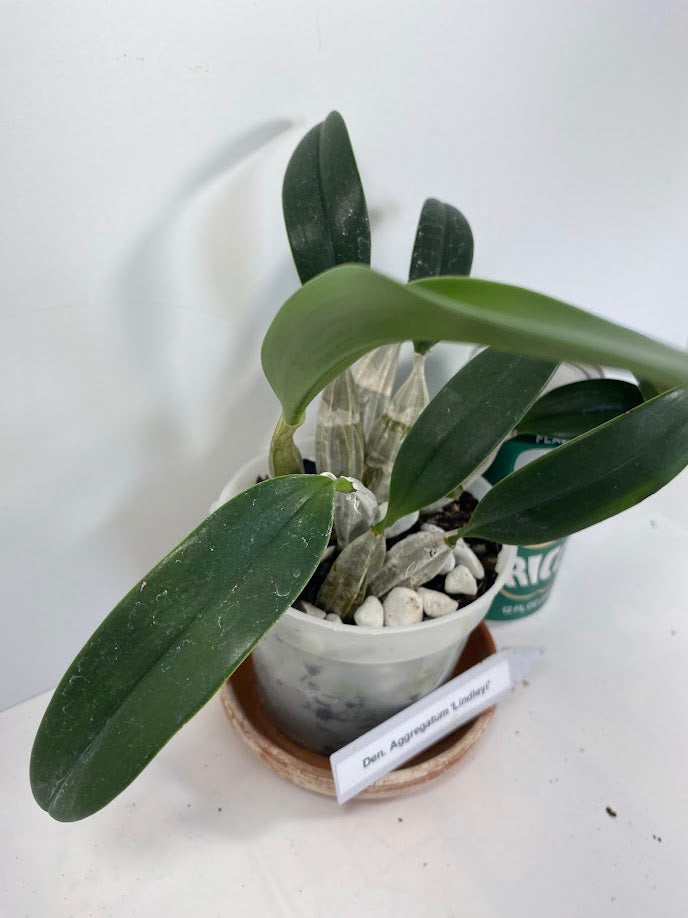 A Dendrobium Aggregatum Orchid does not produce tall canes but instead has short, thick, spindle-shaped pseudobulbs – the thick, bulb-like stems that store water – clumped closely together at the bases. The yellow colored blooms deepen as the flowers age. The flowers have a faint, beeswax- or honey-like fragrance which is most pronounced in the early morning and early evening.