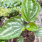Peperomia Ecuador