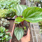 Peperomia Ecuador