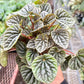 Peperomia 'Emerald Ripple'