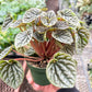 Peperomia 'Emerald Ripple'