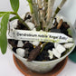 Compact Dendrobium Nobile Angel Baby Orchid established and potted - not in bloom. The flowers of this variety are white with a yellow throat. Buds form at the joints of the canes in clusters that produce sweetly fragrant flowers.