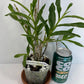 Compact Dendrobium Nobile Angel Baby Orchid established and potted - not in bloom. The flowers of this variety are white with a yellow throat. Buds form at the joints of the canes in clusters that produce sweetly fragrant flowers.