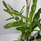 Compact Dendrobium Nobile Angel Baby Orchid established and potted - not in bloom. The flowers of this variety are white with a yellow throat. Buds form at the joints of the canes in clusters that produce sweetly fragrant flowers.