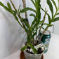 Compact Dendrobium Nobile Angel Baby Orchid established and potted - not in bloom. The flowers of this variety are white with a yellow throat. Buds form at the joints of the canes in clusters that produce sweetly fragrant flowers.