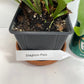 Helecho cuerno de ciervo en una maceta de 4 pulgadas, listo para colocar. ¡Incluso tiene un nombre elegante... Platycerium Bifurcatum! ¡Es muy divertido cultivarlo!