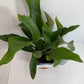 Helecho cuerno de ciervo en una maceta de 4 pulgadas, listo para colocar. ¡Incluso tiene un nombre elegante... Platycerium Bifurcatum! ¡Es muy divertido cultivarlo!