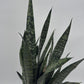 Sansevieria Zeylanica Dragon's Tooth