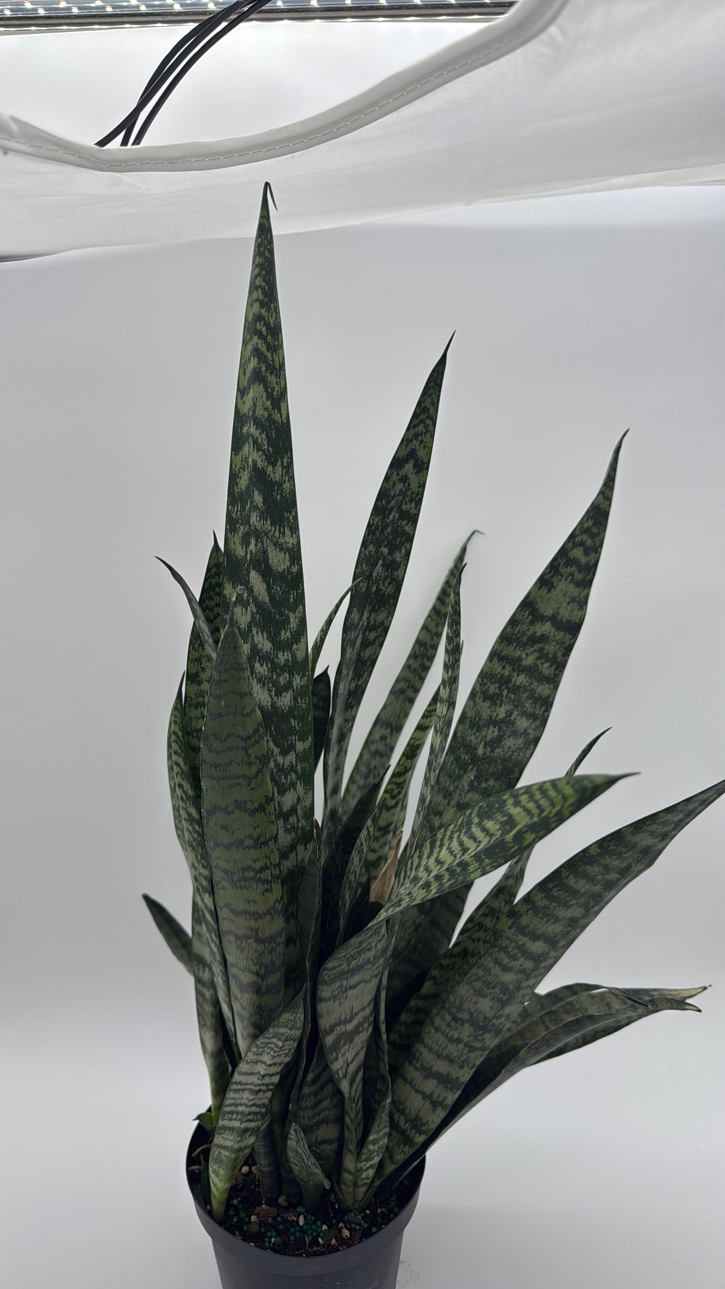 Sansevieria Zeylanica Dragon's Tooth