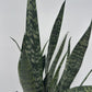 Sansevieria Zeylanica Dragon's Tooth