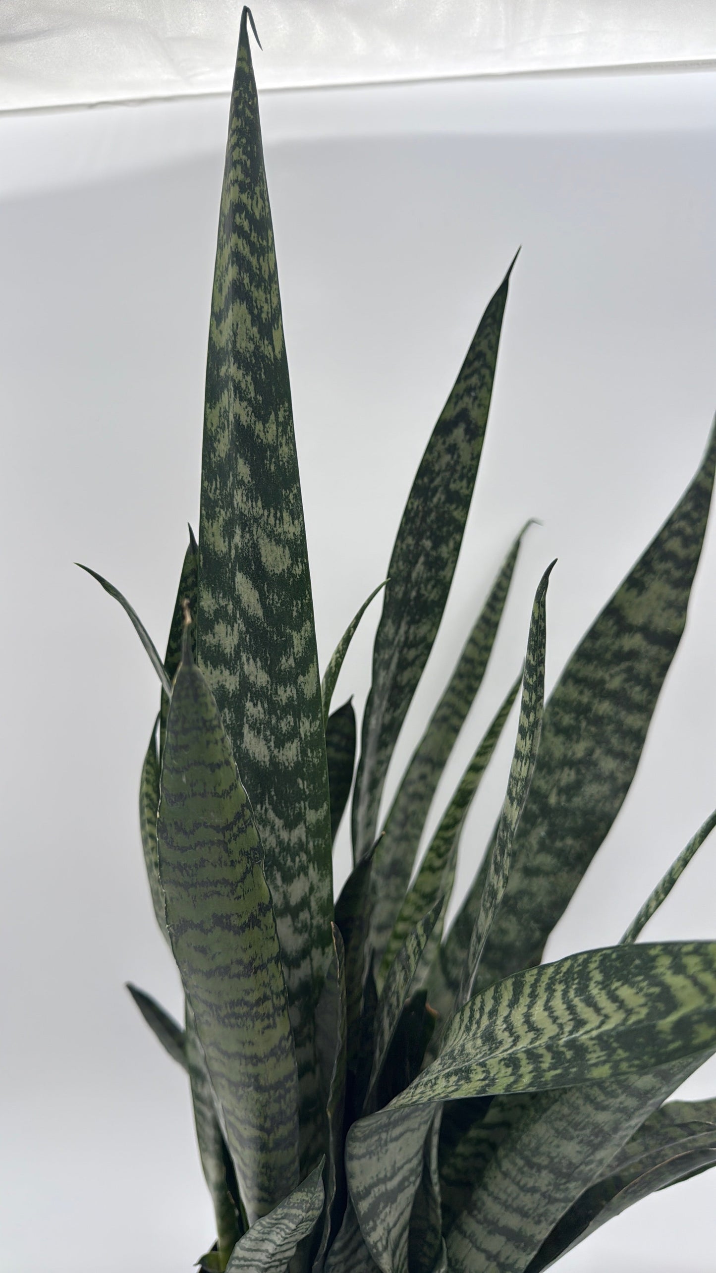 Sansevieria Zeylanica Dragon's Tooth