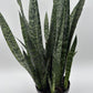 Sansevieria Zeylanica Dragon's Tooth